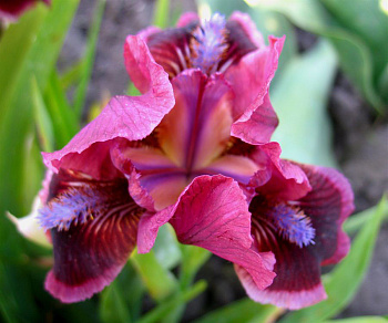 Ирис карликовый Кэтс Ай