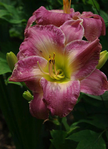 Лилейник гибридный Мороккан Санрайз