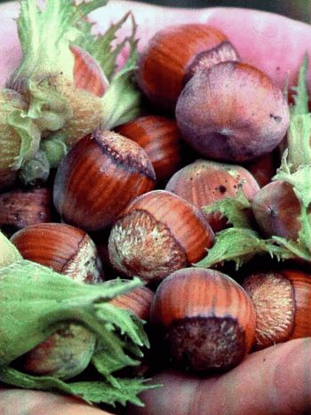 Фундук Hall's Giant