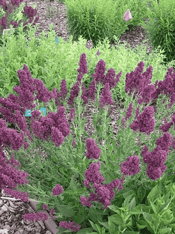 Шалфей дубравный Plumosa