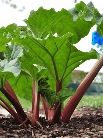 Ревень Frambozen Rood