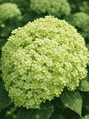 Гортензия древовидная  Lime Rickey