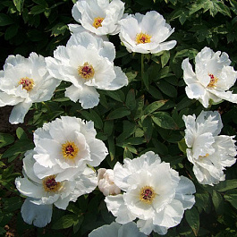 Пион древовидный Белый Феникс