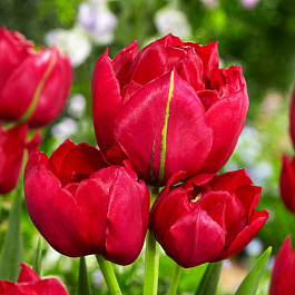 Тюльпан многоцветковый Эстетик