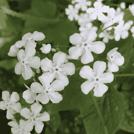 Бруннера крупнолистная Betty Bowring