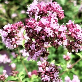 Душица обыкновенная Poncho Cascata