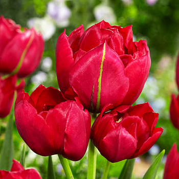 Тюльпан многоцветковый Эстетик