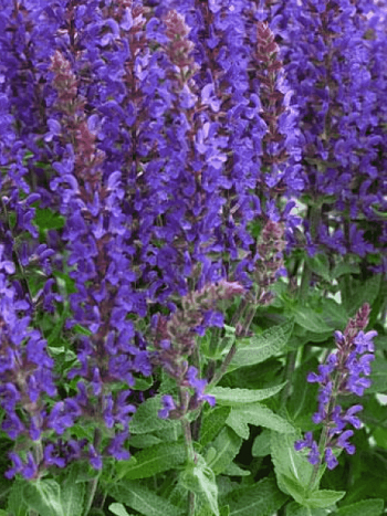 Шалфей дубравный Sensation Compact Violet