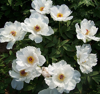 Пион древовидный Белый Феникс Пион древовидный Белый Феникс