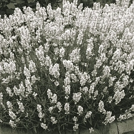 Лаванда узколистная Вайт Сцент компакт