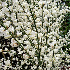 Ракитник ранний Албус