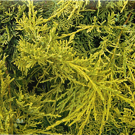 Можжевельник виргинский Голден Спринг Можжевельник виргинский Голден Спринг