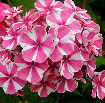 Флокс метельчатый Пепперминт Твист НАБОР 2ШТ (1+1)