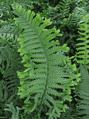 Щитовник  родственный Polydactila Dadds