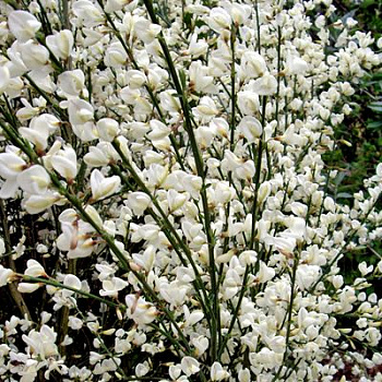 Ракитник ранний Албус