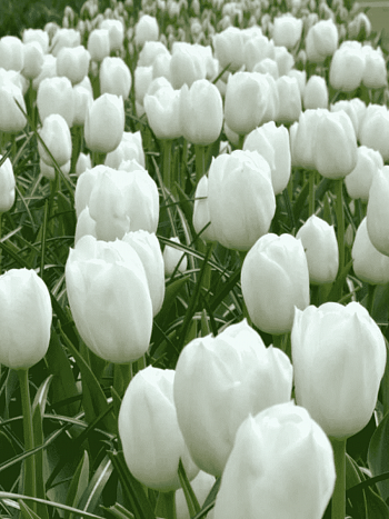 Тюльпан триумф Royal Virgin