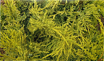 Можжевельник виргинский Голден Спринг