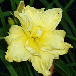 Лилейник гибридный Дабл Ривэ Вай НАБОР 2ШТ (1+1)