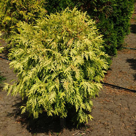 Туя западная Селена