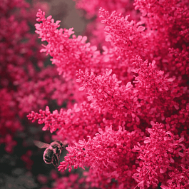 Астильба Арендса Heavy Metal