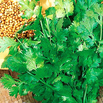 Кориандр овощной Бородинский