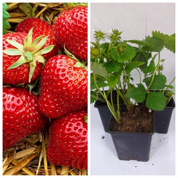 Земляника садовая Магнус НАБОР 3ШТ