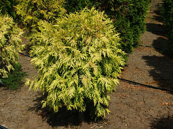 Туя западная Селена