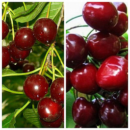 Дерево-сад (2-3х летка) вишня 2 сорта Харитоновская-Эффектная