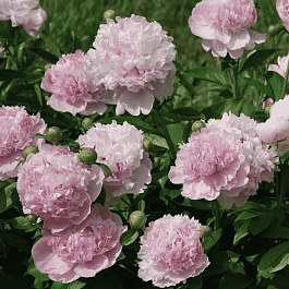 Пион Молочноцветковый Angel Cheeks