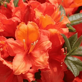 Азалия крупноцветковая Apricot