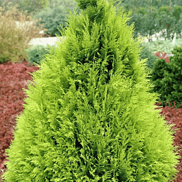 Кипарисовик Лавсона Stardust