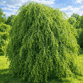 Береза повислая Youngii