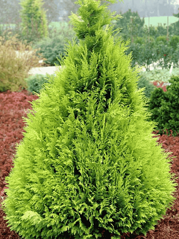 Кипарисовик Лавсона Stardust