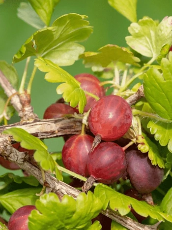 Крыжовник обыкновенный Краснославянский