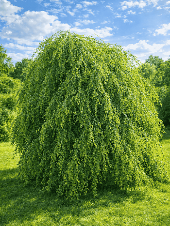 Береза повислая Youngii