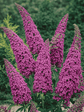 Буддлея давида Royal Red