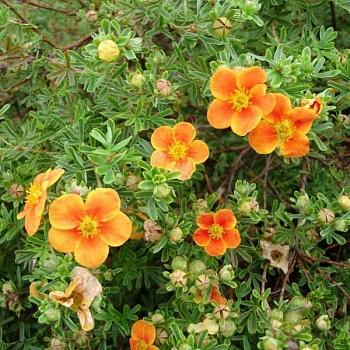 Лапчатка кустарниковая Hopley's Orange