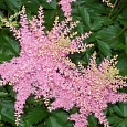 Астильба Арендса Fireworks Pink