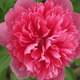 Пион лекарственный Rosea Plena