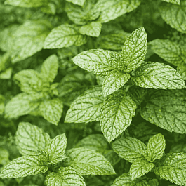 Мята Berries and Cream