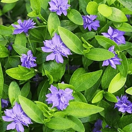 Барвинок малый Plena