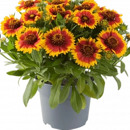 Гайлардия Гуапа Flamenco Bicolor