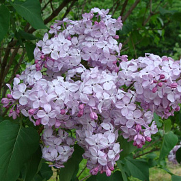 Сирень обыкновенная Гортензия Сирень обыкновенная Гортензия