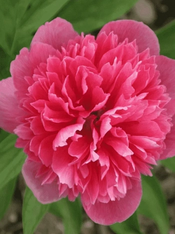 Пион лекарственный Rosea Plena