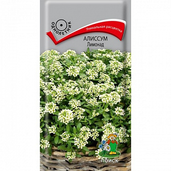 Алиссум Лимонад
