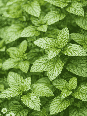 Мята Berries and Cream