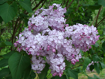 Сирень обыкновенная Гортензия Сирень обыкновенная Гортензия