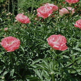 Пион Молочноцветковый Pink Hawaiian Coral