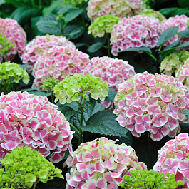 Гортензия крупнолистовая Пепперминт