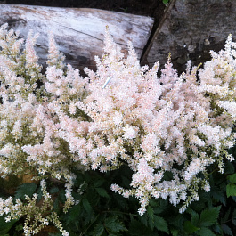 Астильба простолистная Вайт Вингс